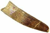 Fossil Spinosaurus Tooth - Real Dinosaur Tooth #324872-1